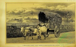 hoofed_cattlefarm-00892 - black-and-white 235-Bullock Cart half-breed Bullocks