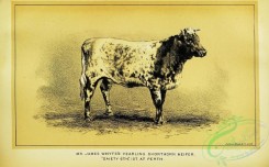 hoofed_cattlefarm-00924 - black-and-white 267-Shorthorn Heifer