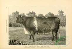 hoofed_cattlefarm-01118 - black-and-white 187-Shorthorn Cow