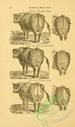 hoofed_cattlefarm-01312 - black-and-white 044-Bulls