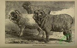 hoofed_cattlefarm-01344 - black-and-white 076-Negrette Merino Sheep