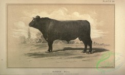 hoofed_cattlefarm-01570 - black-and-white 017-Sussex Bull