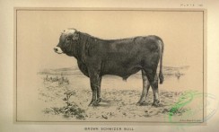 hoofed_cattlefarm-01683 - black-and-white 130-Brown Schwyzer Bull