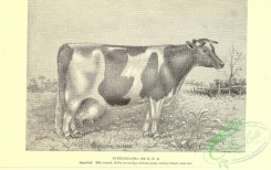 hoofed_cattlefarm-01909 - black-and-white 089-Cow