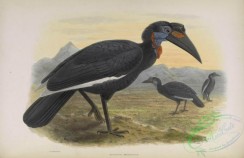 hornbills-00015 - Abyssinian Ground Hornbill