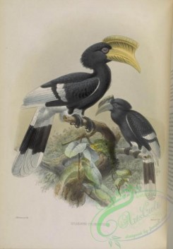 hornbills-00024 - Brown-cheeked Hornbill