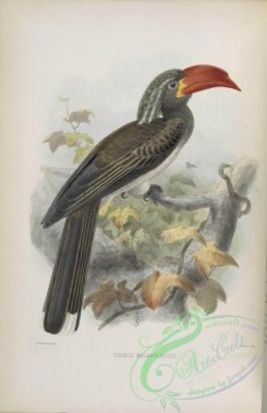 hornbills-00027 - Crowned Hornbill