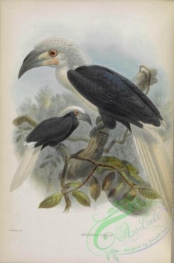 hornbills-00035 - Long-crested Hornbill