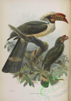 hornbills-00036 - Luzon Hornbill