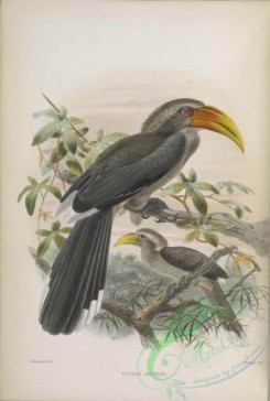 hornbills-00037 - Malabar Grey Hornbill