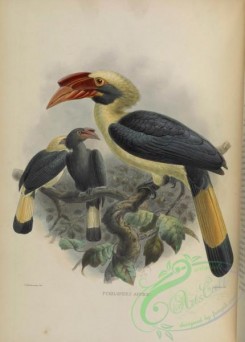 hornbills-00039 - Mindanao Hornbill
