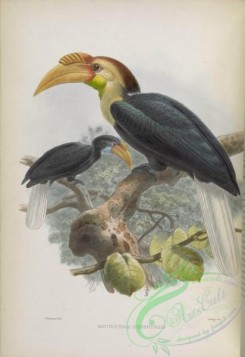 hornbills-00046 - Plain-pouched Hornbill