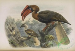 hornbills-00053 - Rufous Hornbill