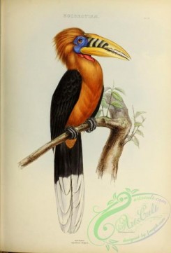 hornbills-00081 - Rufous-necked Hornbill
