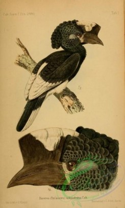 hornbills-00083 - buceros subquadratus, Black-and-white-casqued Hornbill, bycanistes subquadratus