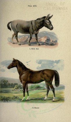 horses-00081 - Wild Ass, Horse [2396x4106]