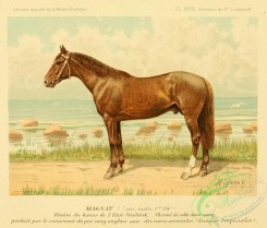 horses-00141 - Horse, 28