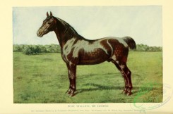 horses-00254 - 001-Pony Stallion Horse