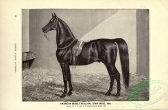 horses-00964 - black-and-white 031-American Saddle Stallion Horse