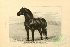 horses-01001 - black-and-white 012-Percheron Stallion Horse