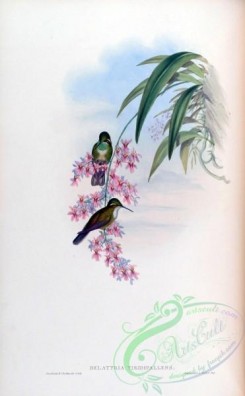 hummingbirds-00060 - delattria viridipallens [1583x2560]