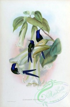 hummingbirds-00065 - eupetoment hirundinacea [1600x2435]