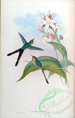 hummingbirds-00146 - cometes glyceria [1600x2520]
