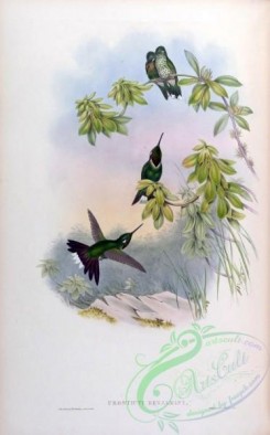 hummingbirds-00205 - urosticti benjamini [1595x2560]