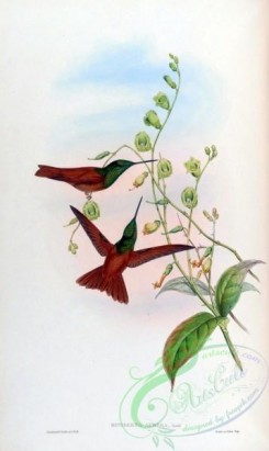 hummingbirds-00286 - diphogena aurora [1531x2560]