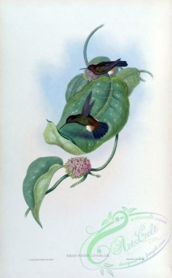 hummingbirds-00291 - eriocnemis aureliae [1583x2560]