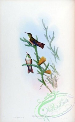 hummingbirds-00404 - Loja Hummingbird [1579x2560]