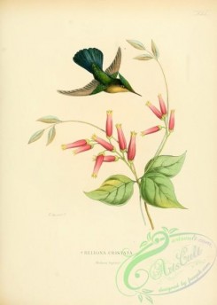 hummingbirds-00436 - bellona cristata [2545x3574]