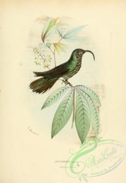 hummingbirds-00549 - White-tipped Sicklebill [2453x3560]