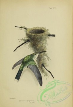 hummingbirds-00566 - Red-billed or Black-billed Streamertail [2357x3461]