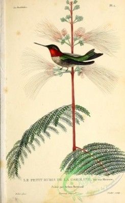 hummingbirds-00598 - ornismya coubris [2713x4403]
