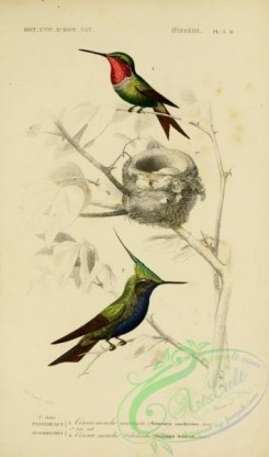 hummingbirds-00679 - Amethyst Woodstar, Plovercrest [2164x3677]