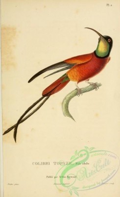 hummingbirds-00711 - 002, trochilus pella [2197x3587]