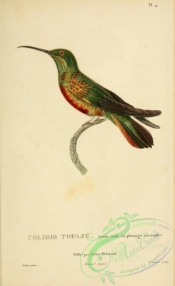 hummingbirds-00713 - 004, trochilus pella [2197x3587]