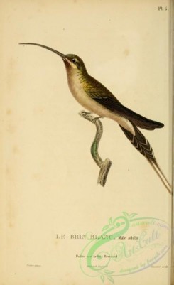 hummingbirds-00715 - 006, Eastern Long-tailed Hermit [2197x3587]