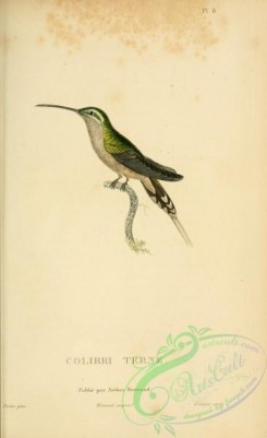 hummingbirds-00717 - 008, Dusky-throated Hermit [2197x3587]