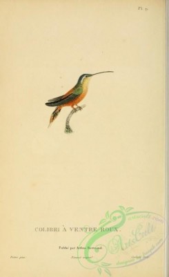 hummingbirds-00718 - 009, trochilus rufigaster [2197x3587]