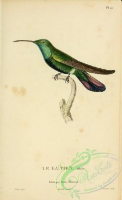hummingbirds-00721 - 012, trochilus gramineus [2197x3587]