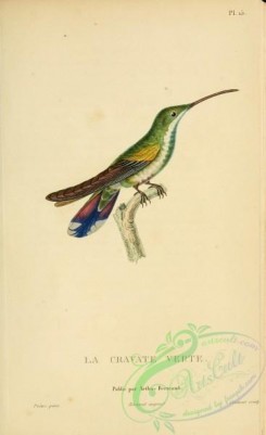 hummingbirds-00726 - 015, Jamaican Mango, trochilus nitidus [2197x3587]