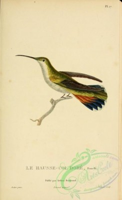 hummingbirds-00728 - 017, trochilus aurulentus [2197x3587]