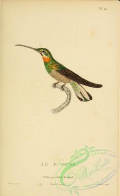 hummingbirds-00733 - 022, Pale-tailed Barbthroat [2197x3587]