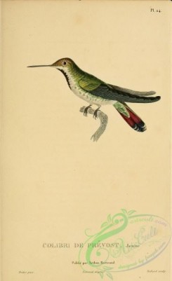 hummingbirds-00735 - 024, Green-breasted Mango [2197x3587]