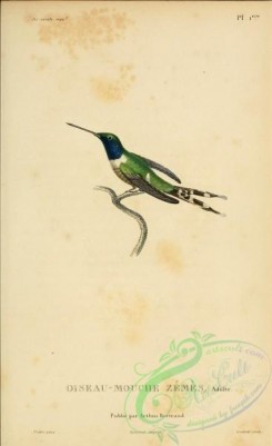 hummingbirds-00736 - b001, Sparkling-tailed Hummingbird [2197x3587]
