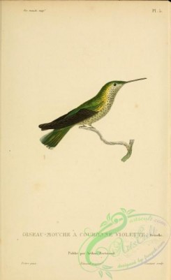 hummingbirds-00740 - b005, ornismya sephanioides [2197x3587]