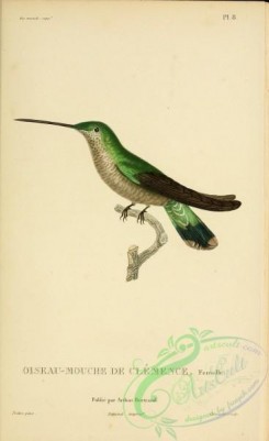 hummingbirds-00743 - b008, Blue-throated Hummingbird [2197x3587]