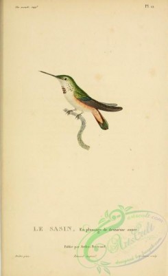 hummingbirds-00747 - b012, Allen's Hummingbird [2197x3587]